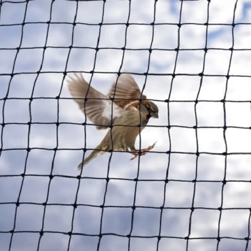 Anti-Bird Net