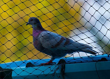 Pigeon Safety Net